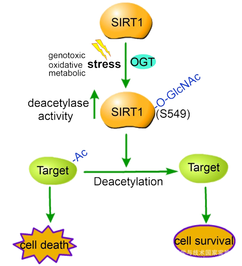 在应激条件下,sirt1的o-glcnac修饰显著增加,并促进其对p53和foxo3等